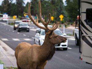 Deer in city