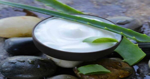 Uses for Aloe Vera 1