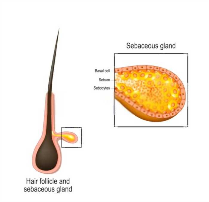 Treat Oily Hair And Scalp Naturally Nefertiti